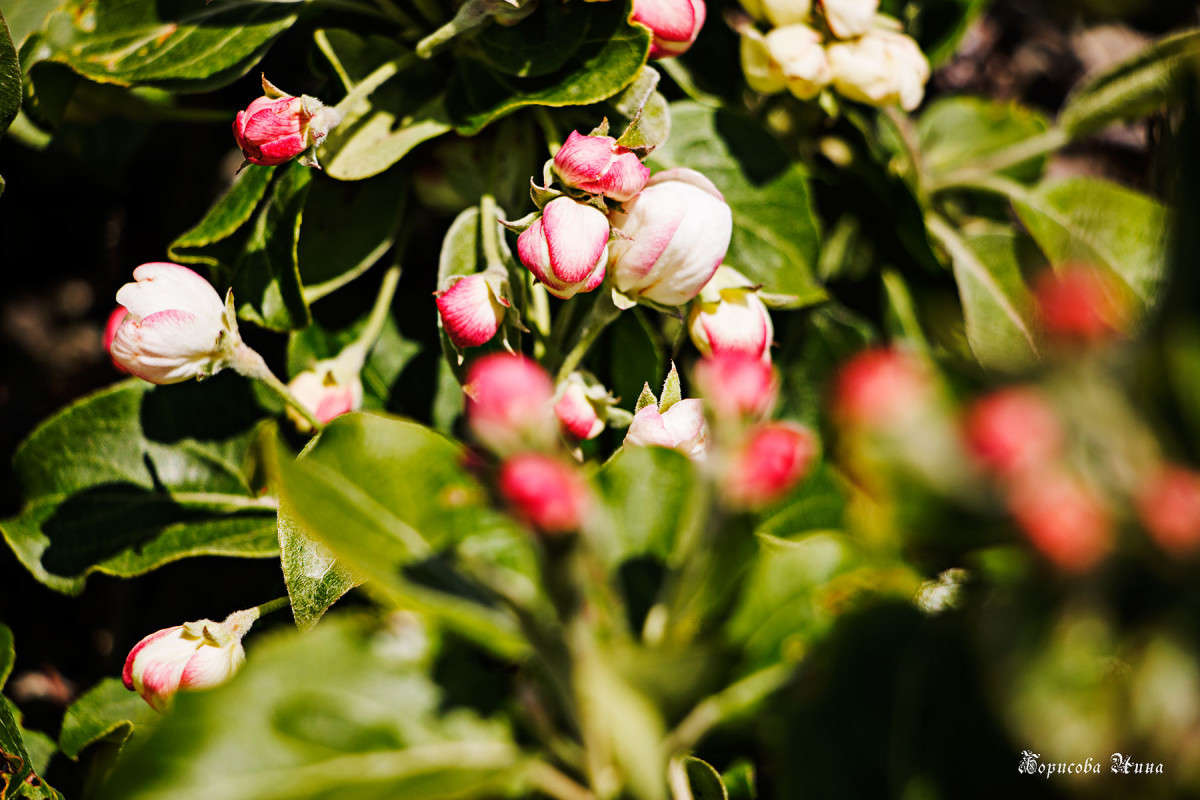 ������ �� �����. ��� �����. ����� ���� �������� �� PhotoGeek.ru #������ ��� ������� #����� �������������� #����� ��������