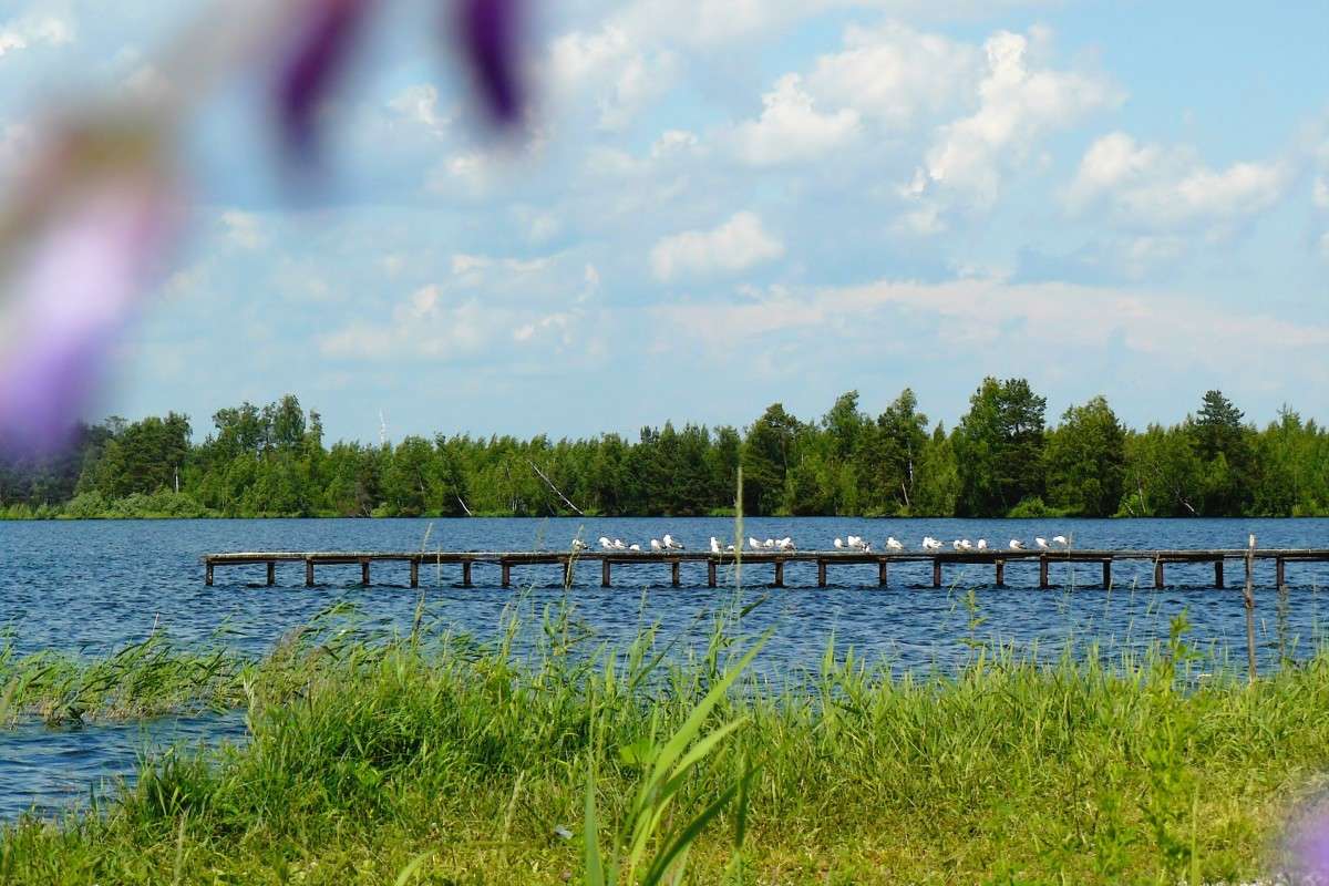 На Щучьем... автор Екатерина Литвинова на PhotoGeek.ru #Пейзаж или природа #Лето #Озеро #Чайки