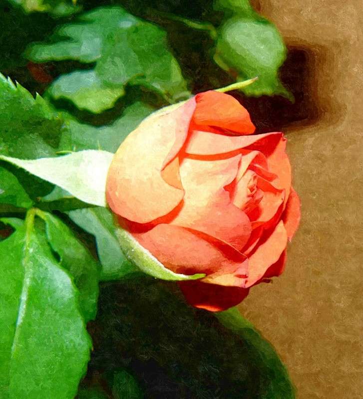 Розанчик. автор Екатерина Литвинова на PhotoGeek.ru #Обработка #Растения #Роза #Флора #Цветы