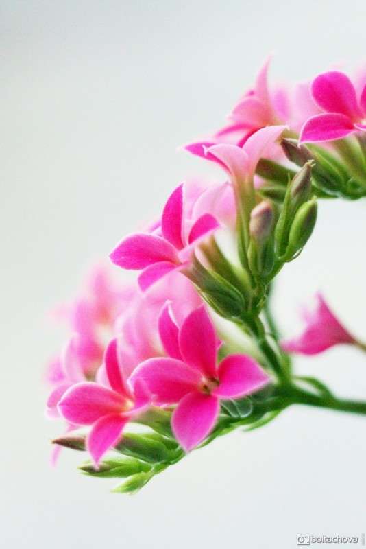 ����� ����� Alina  �� PhotoGeek.ru #������ ��� ������� #����� ��������������