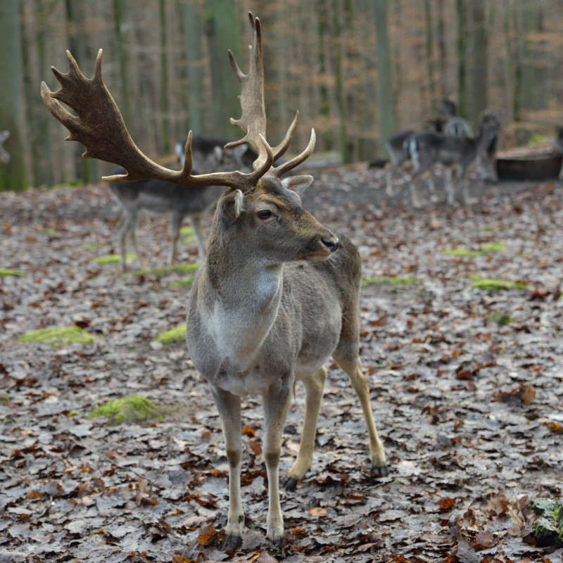 ������ ����� ���� ����� BoNik  �� PhotoGeek.ru #�������� ���