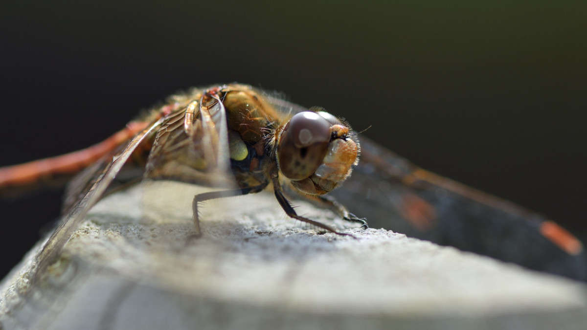������ ����� BoNik  �� PhotoGeek.ru #�����