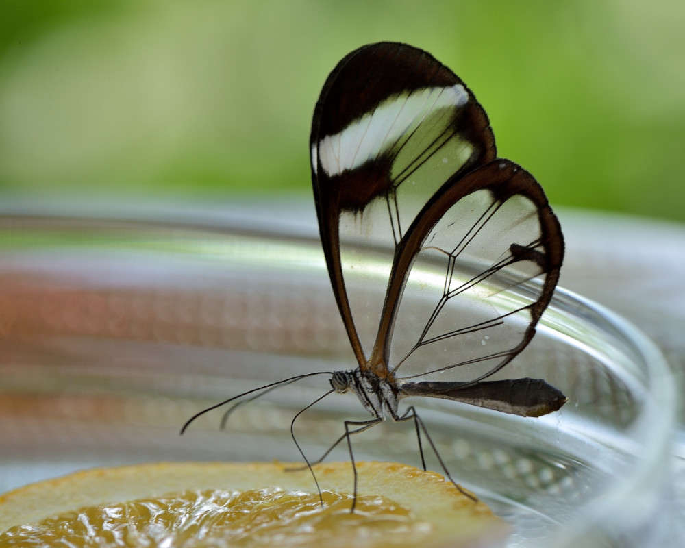 ������� ����� BoNik  �� PhotoGeek.ru #�����