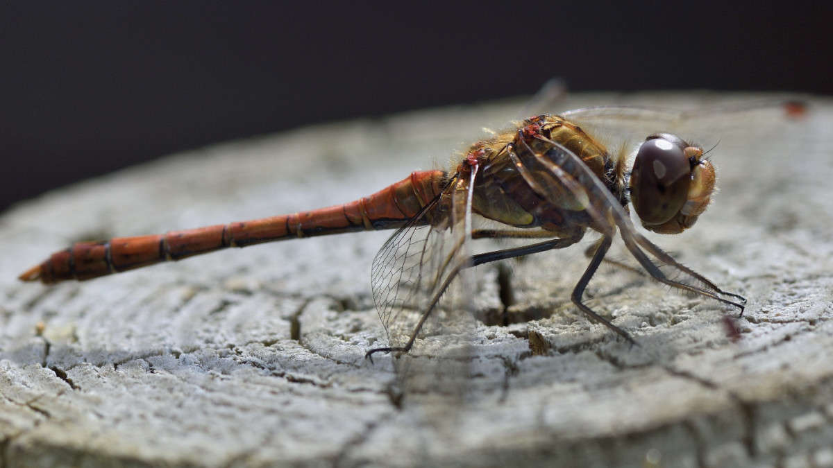 ... ����� ������� ����� BoNik  �� PhotoGeek.ru #�����