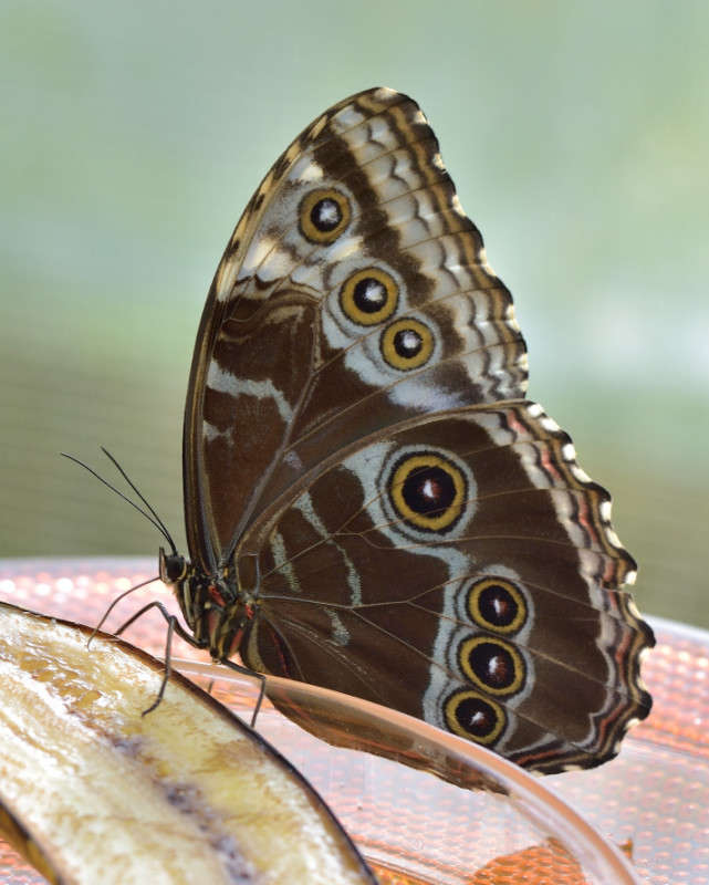 *** ����� BoNik  �� PhotoGeek.ru #�����