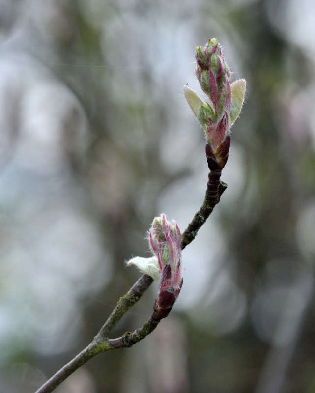 ����� ����� ����� BoNik  �� PhotoGeek.ru #�����