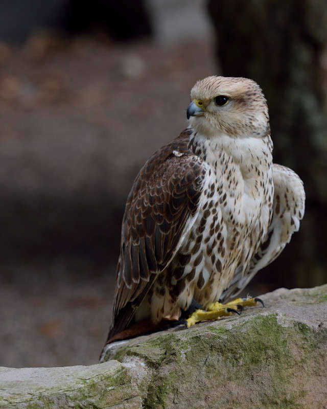 ... ����� BoNik  �� PhotoGeek.ru #�������� ���