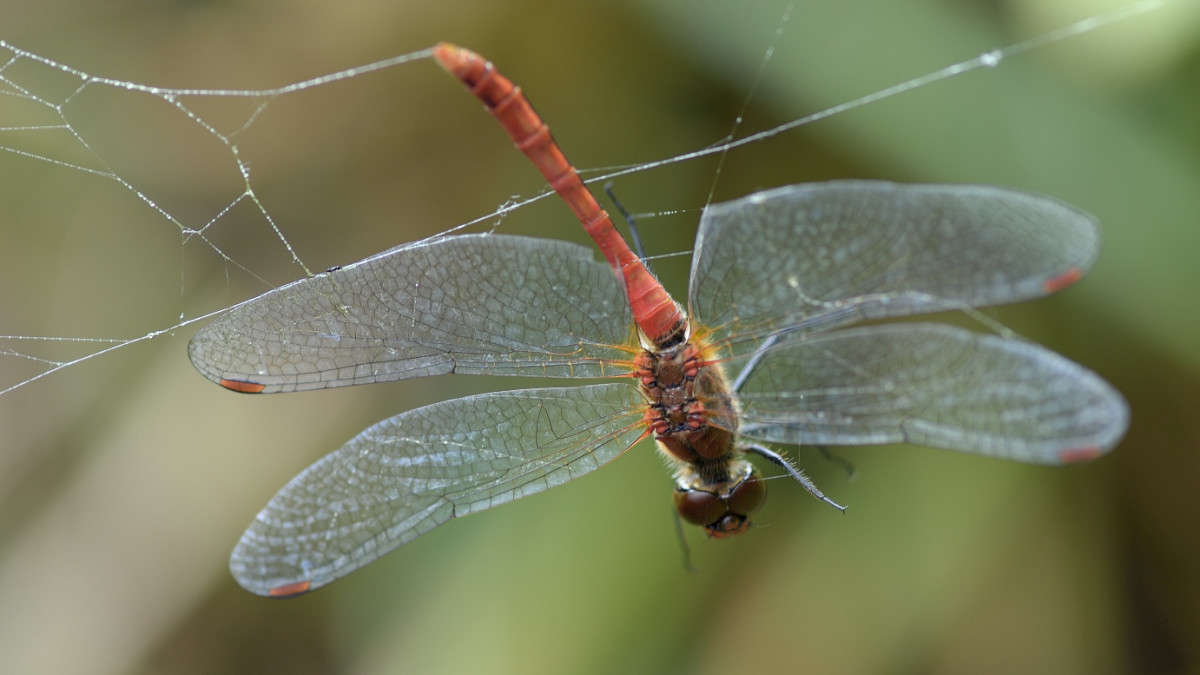 ���������� ����� ����� BoNik  �� PhotoGeek.ru #�����