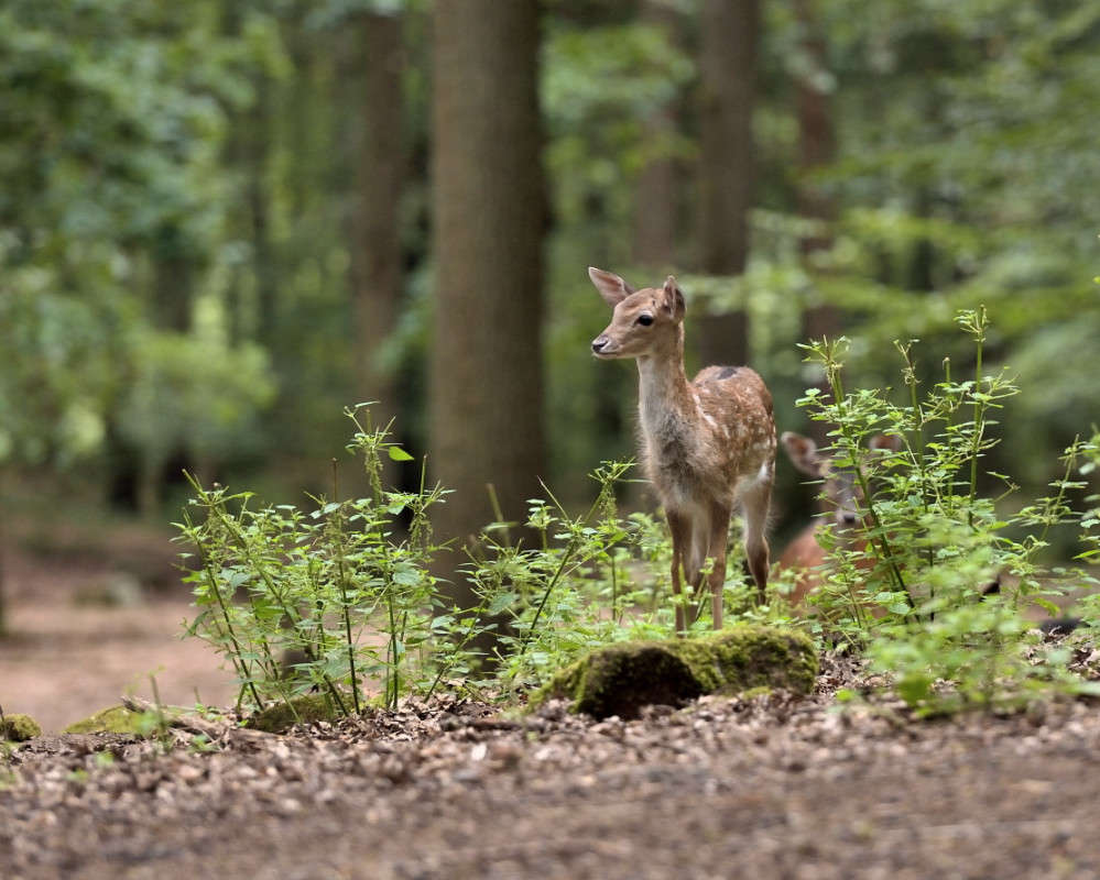 ���� �������... ����� BoNik  �� PhotoGeek.ru #�������� ���