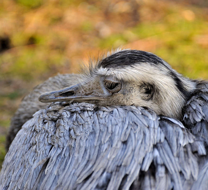 �������� ������� ������... ����� BoNik  �� PhotoGeek.ru #�������� ���