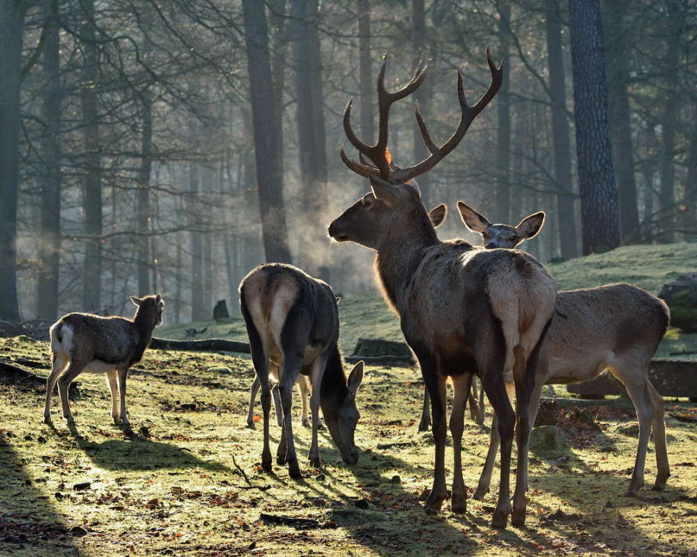 ������ ����� BoNik  �� PhotoGeek.ru #�������� ���