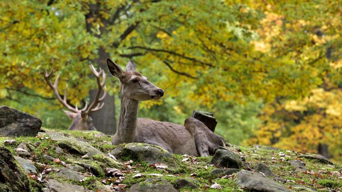 �����������... ����� BoNik  �� PhotoGeek.ru