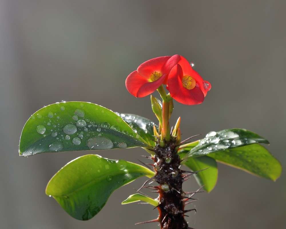 ��������-������� ����� BoNik  �� PhotoGeek.ru #�����