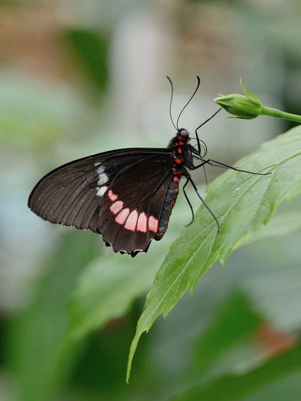 ���, ���....��������... ����� BoNik  �� PhotoGeek.ru #�����