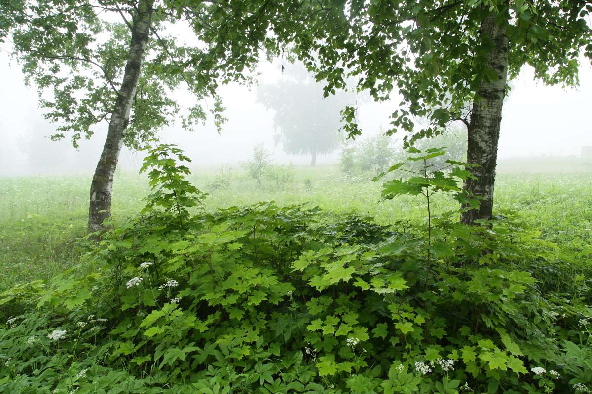Светлый туман автор Борис Баринов на PhotoGeek.ru #Пейзаж или природа #Живая растительность #Зарисовки #Среда обитания