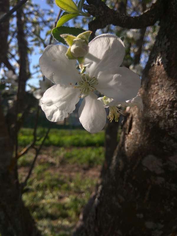 Яблони цветок автор Борис Баринов на PhotoGeek.ru #Макро #Живая растительность