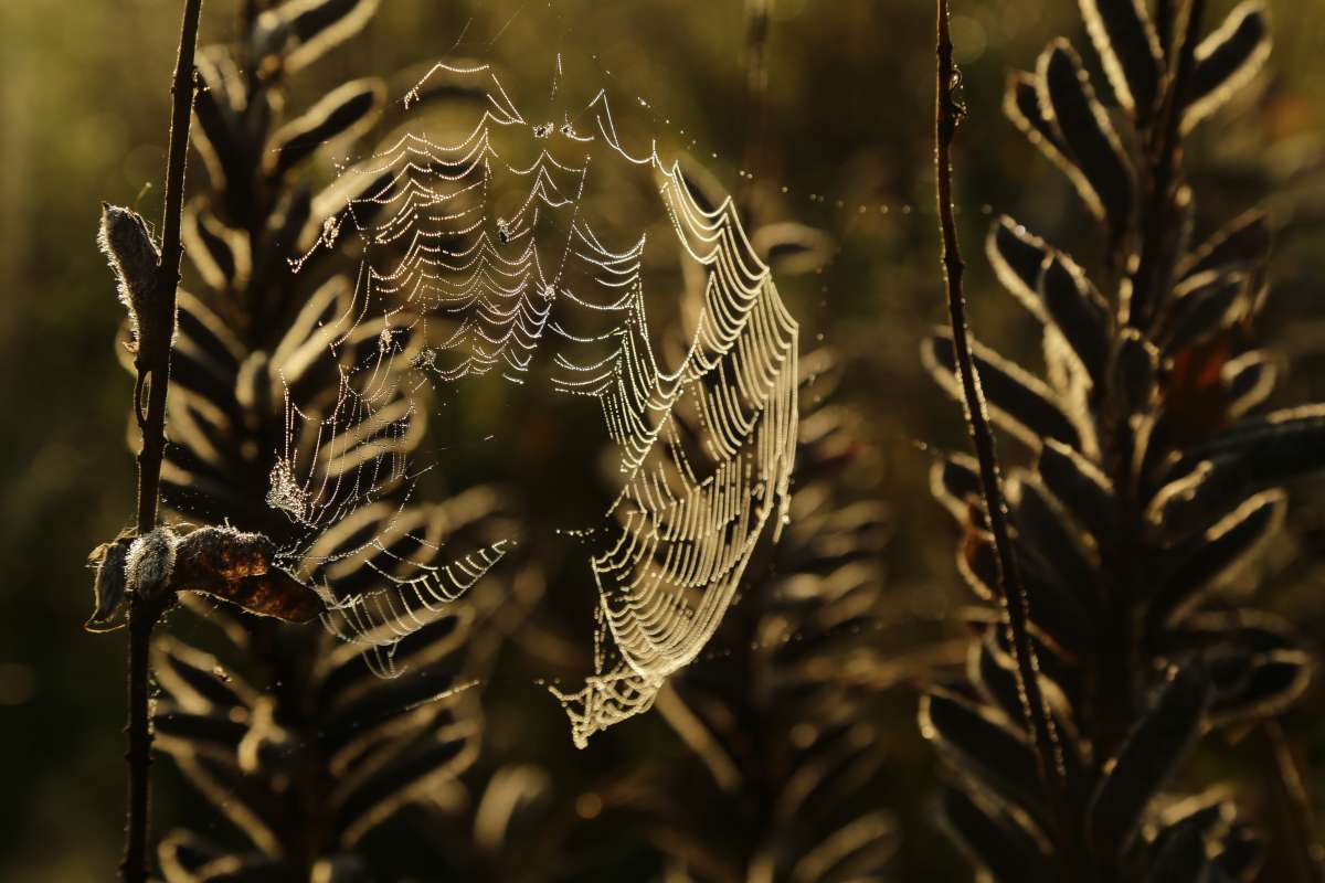 Прорванная сеть автор Борис Баринов на PhotoGeek.ru #Пейзаж или природа #Живая растительность #Зарисовки #Люпин #Паутинка #Роса #Утро