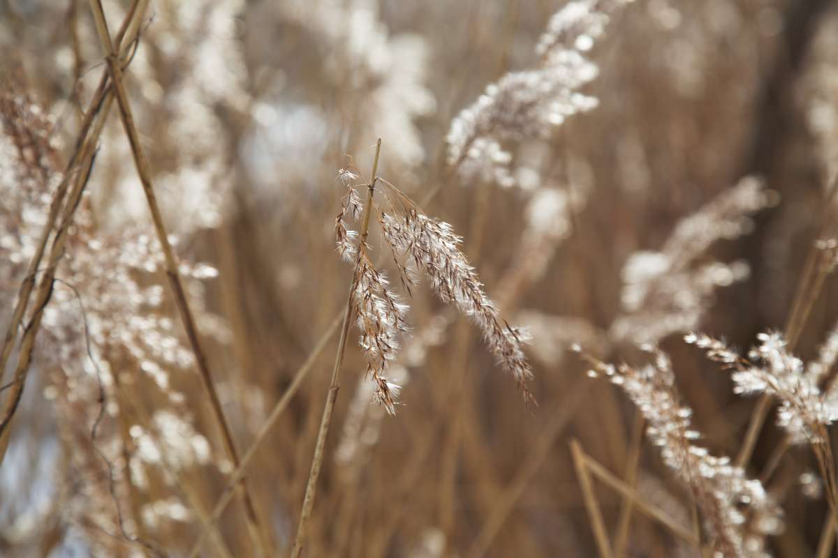 Сухая трава зимы