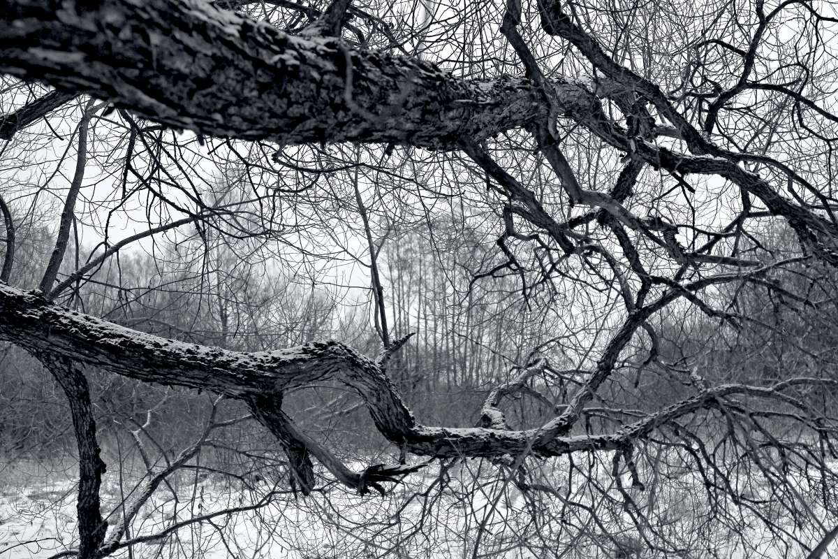 Запутанность автор Борис Баринов на PhotoGeek.ru #ЧБ #Пейзаж или природа #Живая растительность #Зарисовки #Зима #Перелески