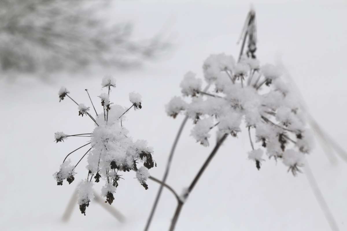 Зонтики в снегу автор Борис Баринов на PhotoGeek.ru #Пейзаж или природа #День #Живая растительность #Зарисовки #Разное #Снег #Трава