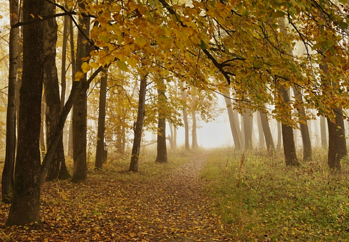 Осенние грёзы автор Борис Баринов на PhotoGeek.ru #Пейзаж или природа #Живая растительность #Зарисовки