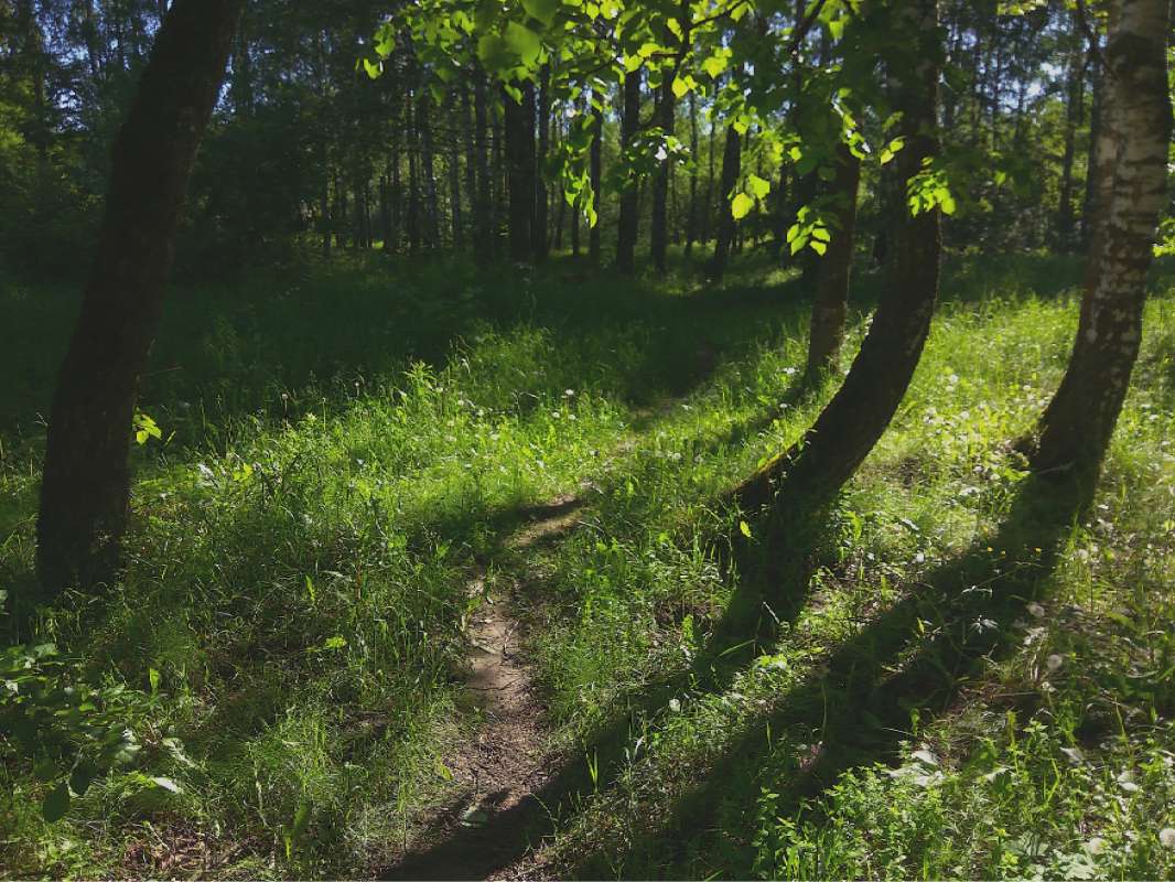 Тропка в лето автор Борис Баринов на PhotoGeek.ru #Пейзаж или природа #Живая растительность #Зарисовки #Разное #Среда обитания