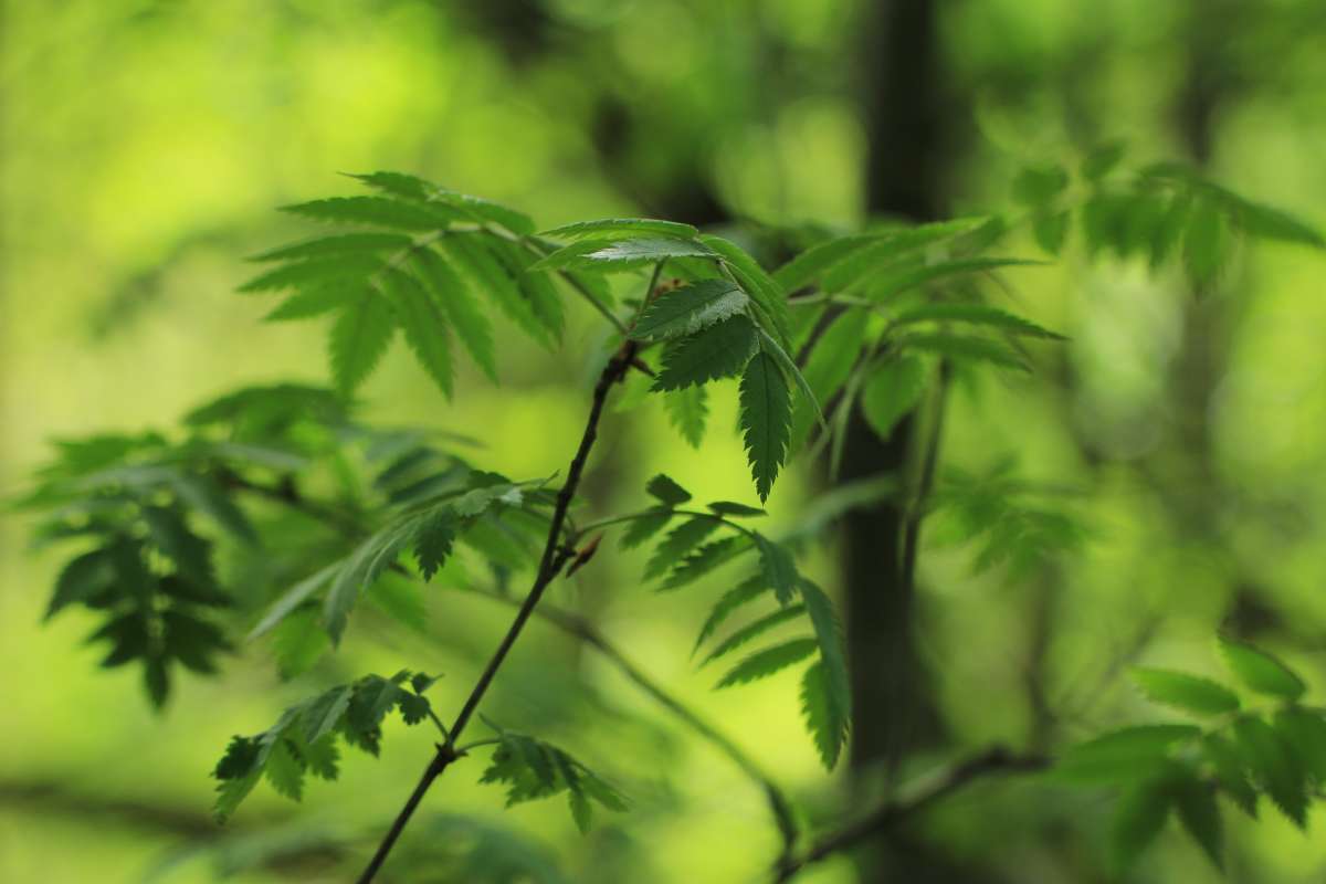 В лесу весеннем 4 автор Борис Баринов на PhotoGeek.ru #Пейзаж или природа #Живая растительность #Зарисовки #Разное