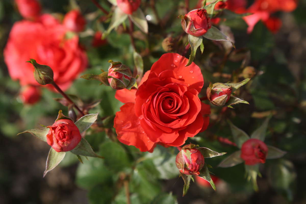 Роза красная автор Борис Баринов на PhotoGeek.ru #Пейзаж или природа #Живая растительность #Зарисовки