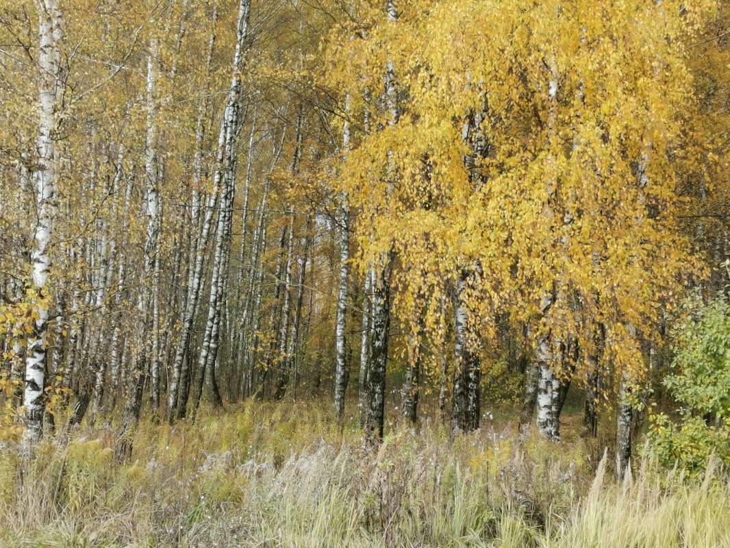 Осень автор Борис Баринов на PhotoGeek.ru #Пейзаж или природа #Живая растительность #Зарисовки #Разное
