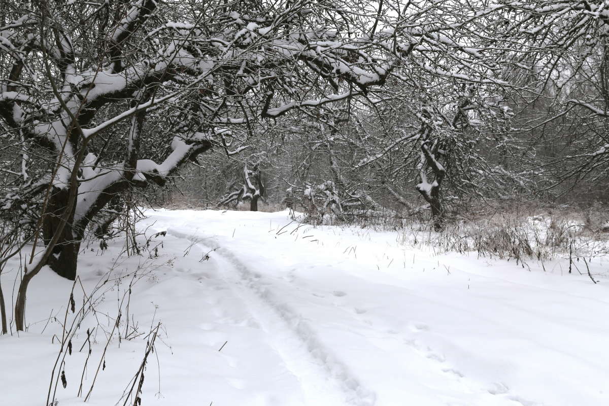 Зимнее 6 автор Борис Баринов на PhotoGeek.ru #Пейзаж или природа #Живая растительность #Зарисовки #Разное