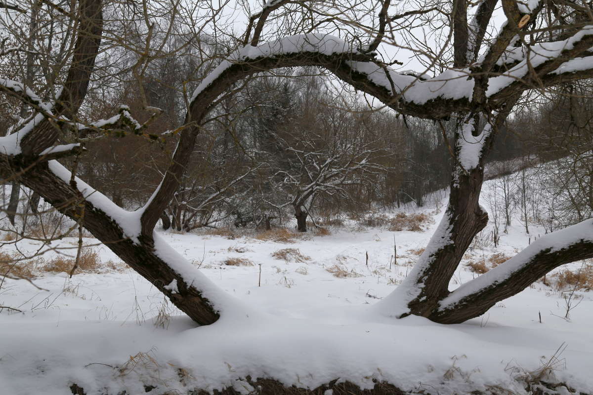 Зимнее 8 автор Борис Баринов на PhotoGeek.ru #Пейзаж или природа #Живая растительность #Зарисовки #Разное
