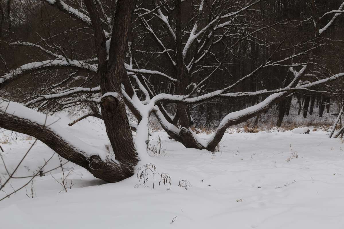 Зима 22-1 автор Борис Баринов на PhotoGeek.ru #Пейзаж или природа #Живая растительность #Зарисовки #Разное