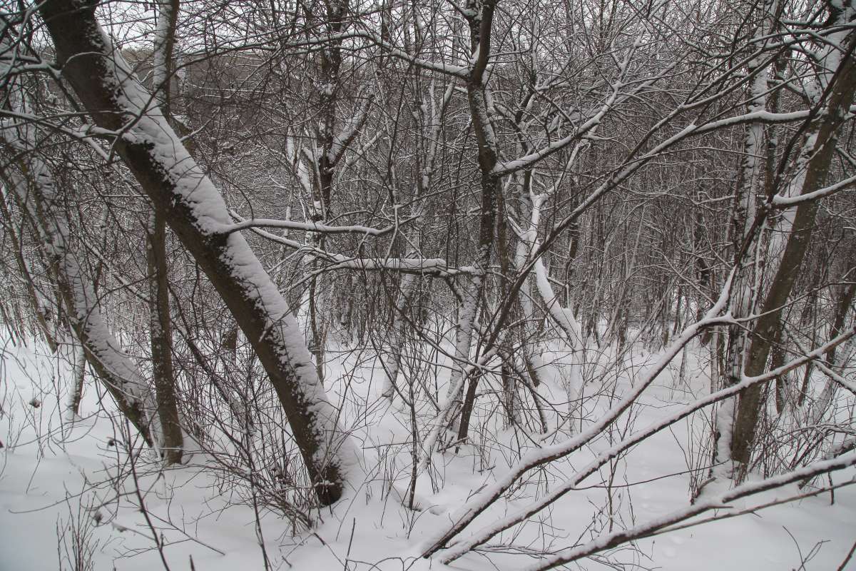 Зима 22-3 автор Борис Баринов на PhotoGeek.ru #Пейзаж или природа #Живая растительность #Зарисовки #Разное