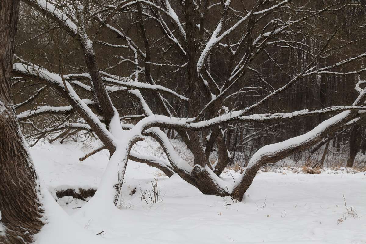 Зима 22-10 автор Борис Баринов на PhotoGeek.ru #Пейзаж или природа #Живая растительность #Зарисовки #Разное