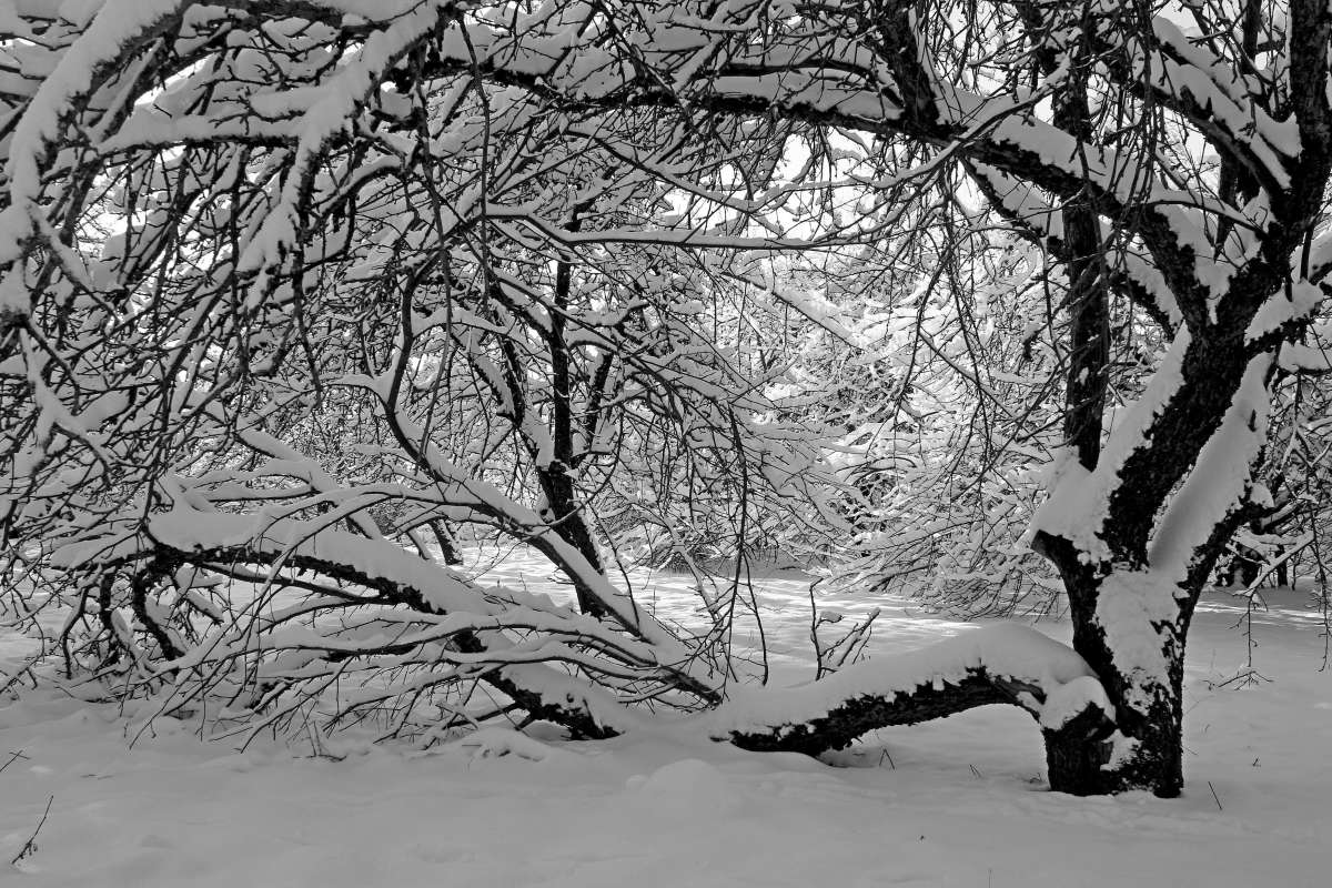 Зимняя сказка автор Борис Баринов на PhotoGeek.ru #Пейзаж или природа #Живая растительность #Зарисовки #Разное #Черно-белое