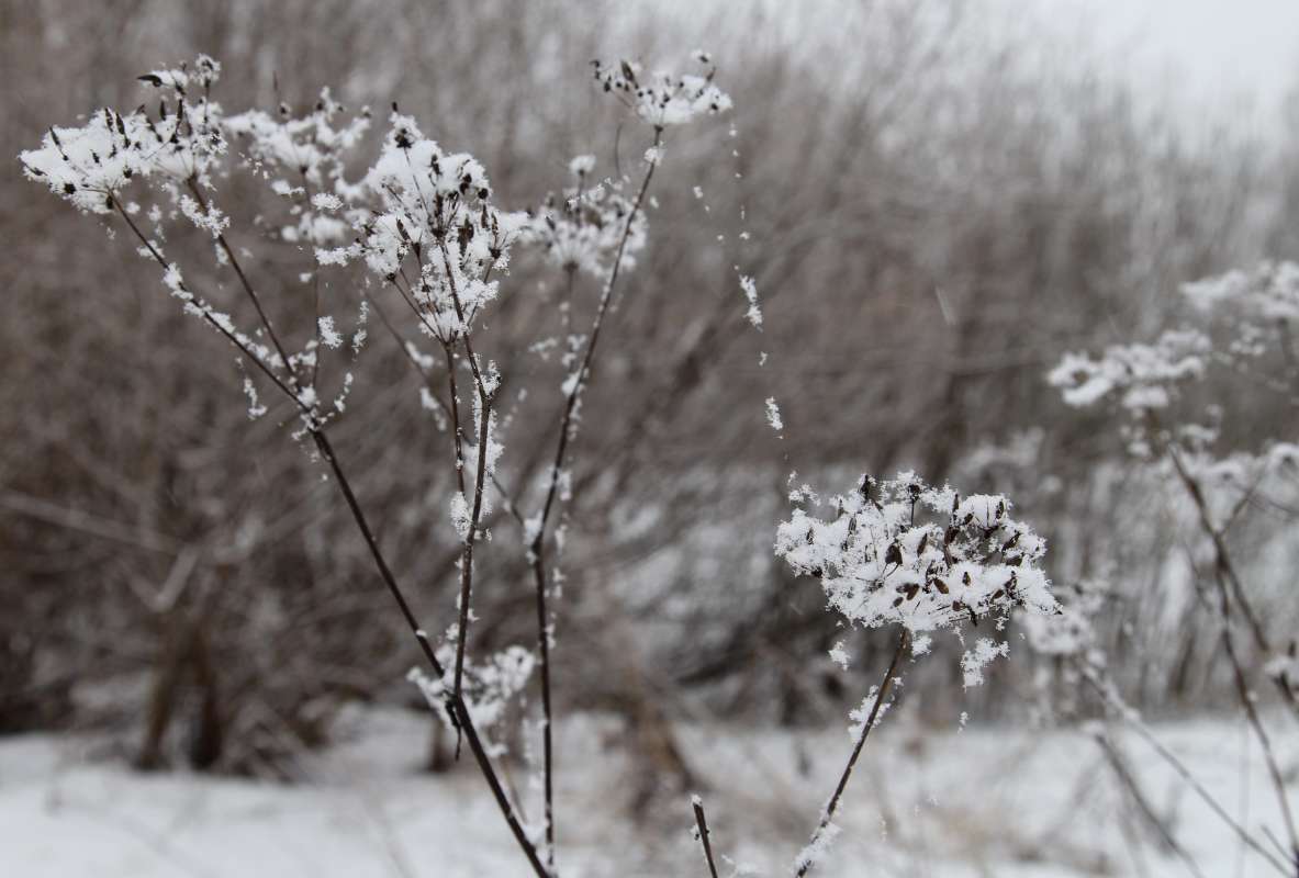 Снежок автор Борис Баринов на PhotoGeek.ru #Пейзаж или природа #Живая растительность #Зарисовки #Разное