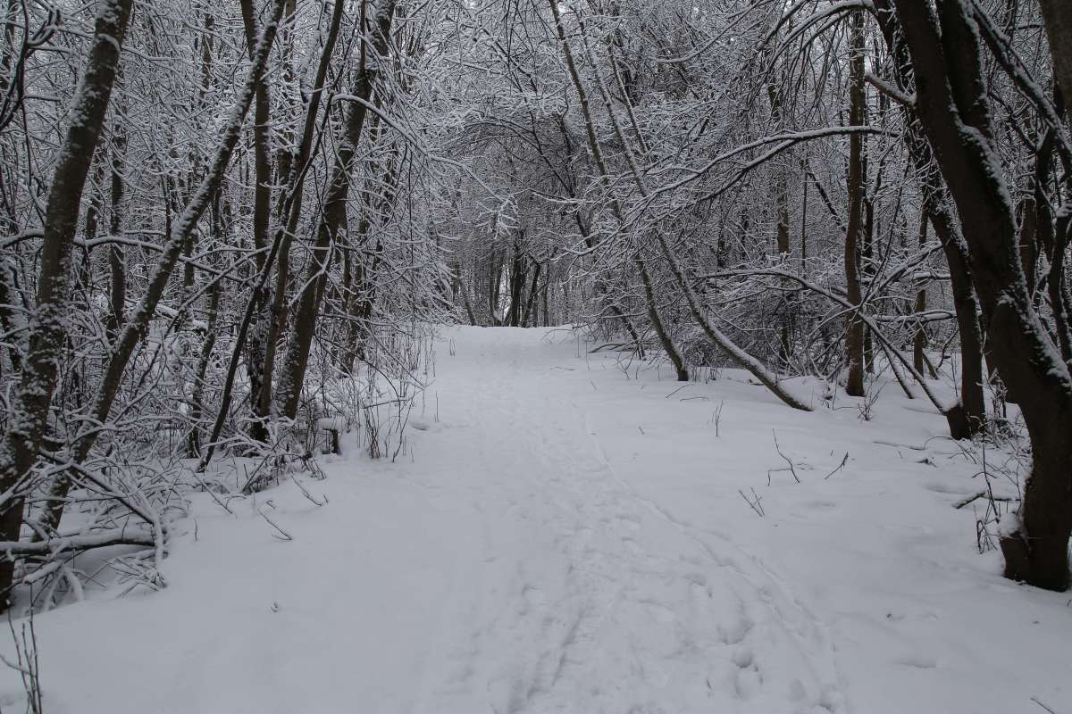 В зимнем лесу 3 автор Борис Баринов на PhotoGeek.ru #Пейзаж или природа #Живая растительность #Зарисовки #Разное