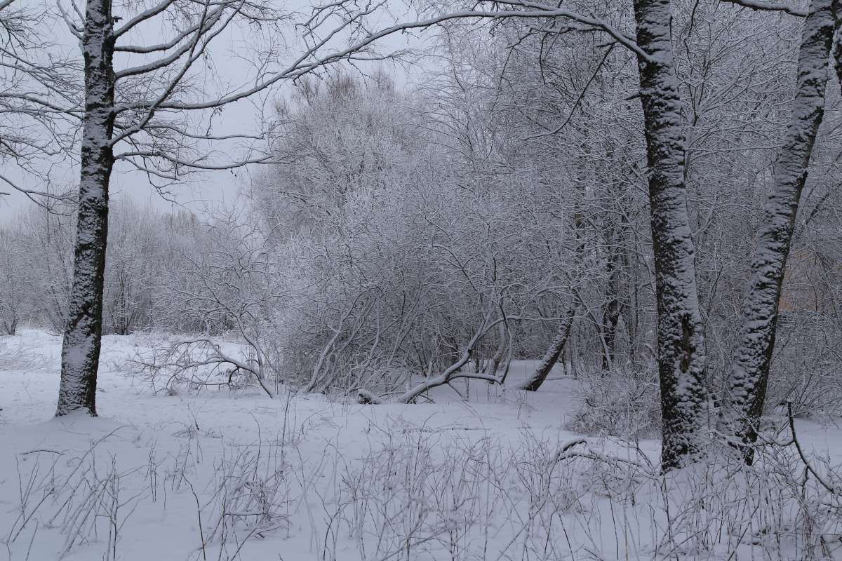 В зимнем лесу 5 автор Борис Баринов на PhotoGeek.ru #Пейзаж или природа #Живая растительность #Зарисовки #Разное
