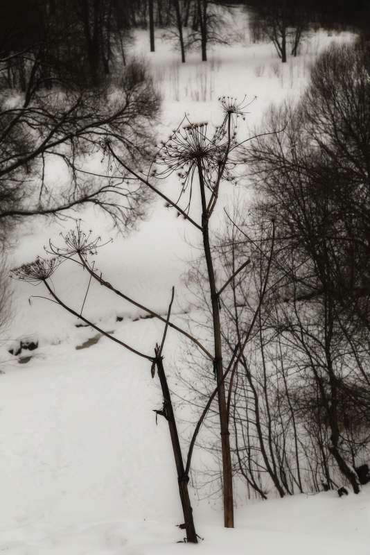 Борщевик автор Борис Баринов на PhotoGeek.ru #Пейзаж или природа #Живая растительность #Зарисовки #Разное