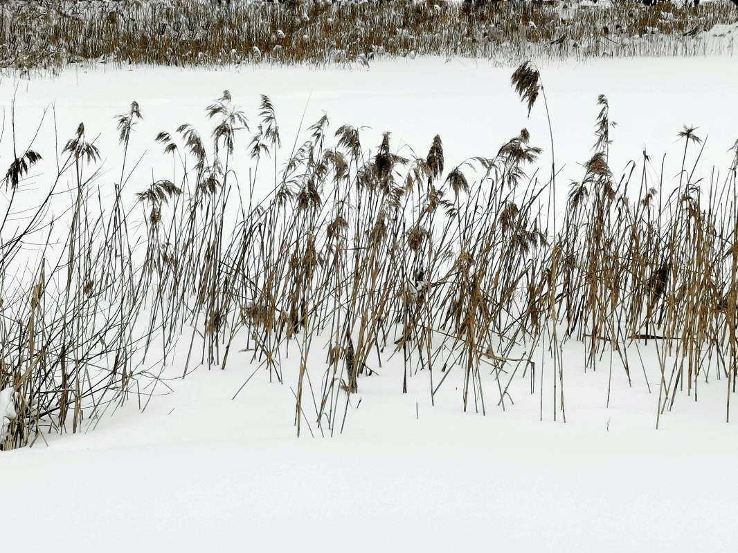 Зимний этюд 2 автор Борис Баринов на PhotoGeek.ru #Пейзаж или природа #Зарисовки #Зима #Разное #Снег #Трава