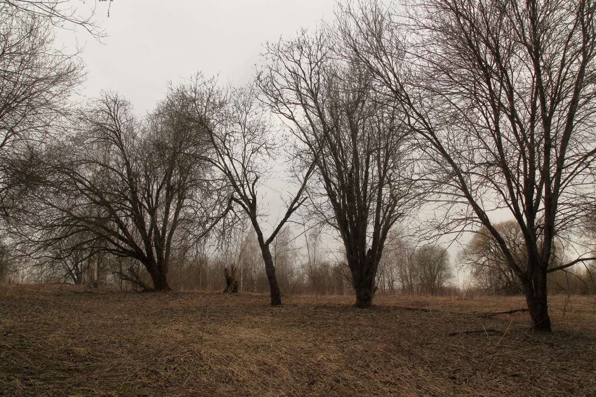 Перелесок автор Борис Баринов на PhotoGeek.ru #Пейзаж или природа #Живая растительность #Зарисовки #Разное