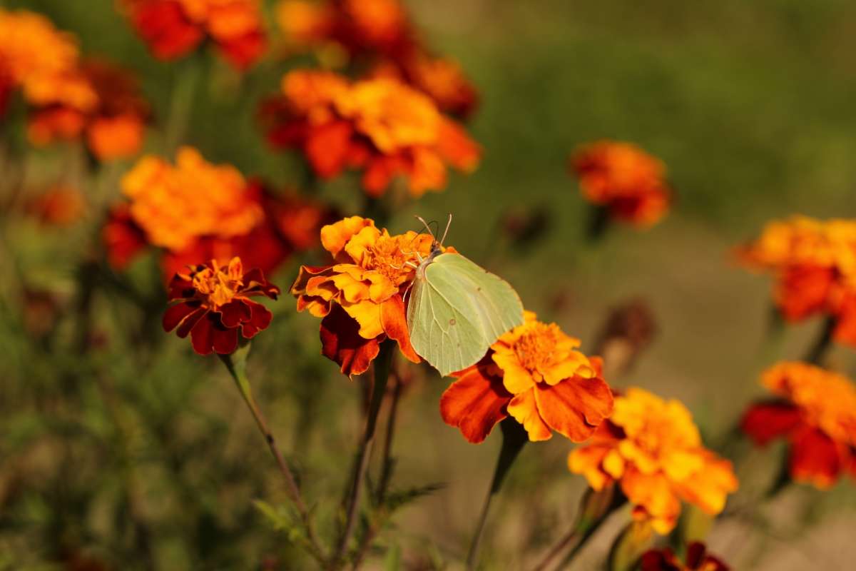 Бабочка на бархатцах автор Борис Баринов на PhotoGeek.ru #Пейзаж или природа #Живая растительность #Зарисовки #Разное