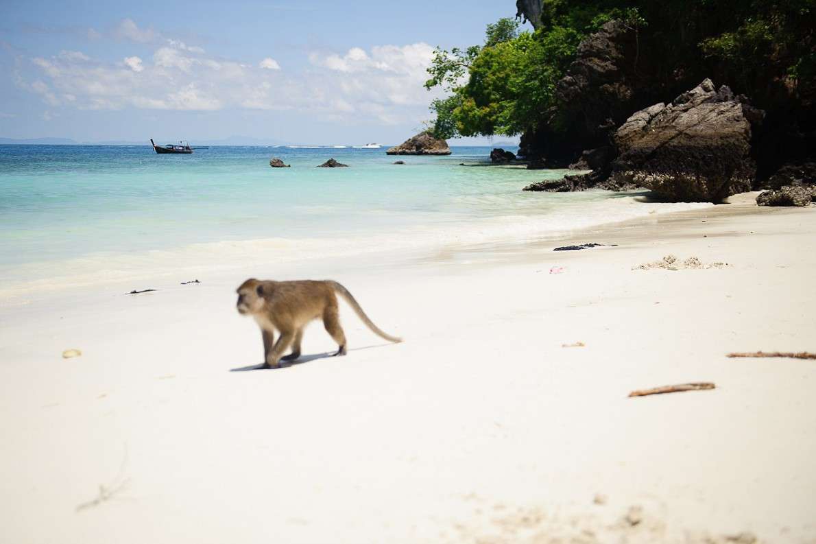 Пляж обезьянок