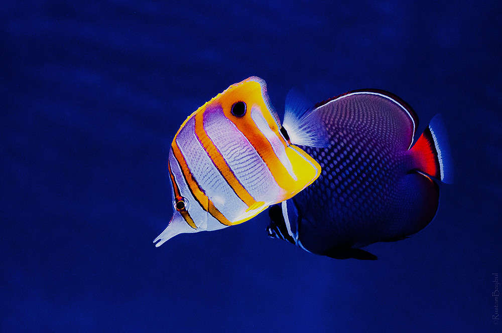 ������� ������ ����� ������ ���������� �� PhotoGeek.ru #�������� ��� #����-������� #����������