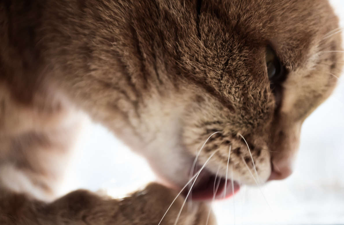 Feline being ����� ������ ����������� �� PhotoGeek.ru #����� #�������� ��� #�������� ���������� #����� ��� ��� ��������� #���������������