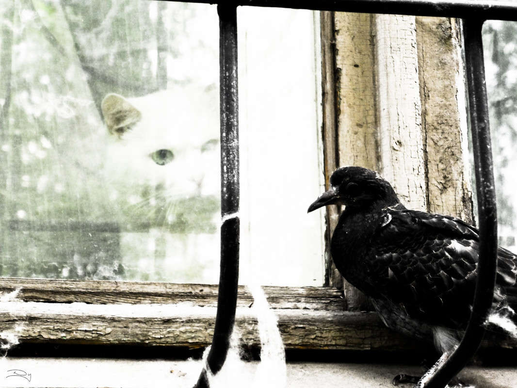 Let Me In ����� ������ ����������� �� PhotoGeek.ru #����� #����� #�������� ��� #�������� ���������� #���-����������� #����� ��� ��� ��������� #��������������� #�����-��� #�����-����