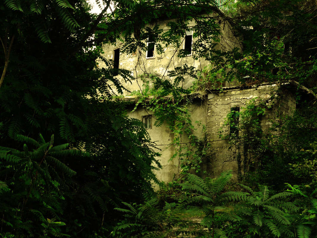 Jungle ����� ������ ����������� �� PhotoGeek.ru #������ ��� ������� #�������� ���������� #����������� #����� �������������� #������������� #������ #����� ��������