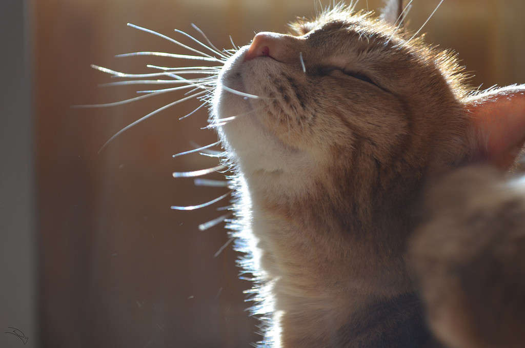 Surpassing emotions ����� ������ ����������� �� PhotoGeek.ru #����� #�������� ��� #�������� ���������� #������� #���-����������� #����� ��� ��� ��������� #�������� ��� #�������� #���������������