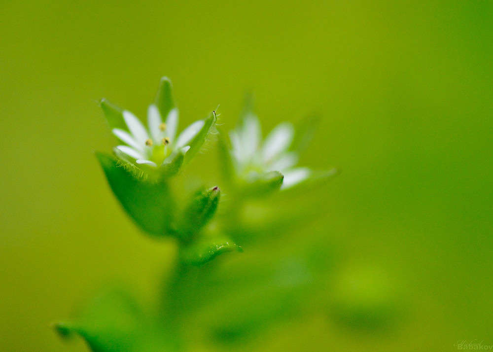 ���������� ����� ����� ������  �� PhotoGeek.ru #����� #������ ��� ������� #�����