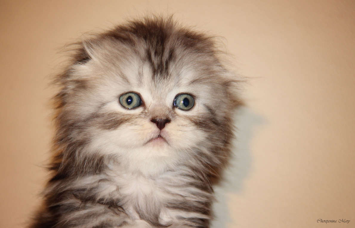 ... ����� �����  �� PhotoGeek.ru #�������� ���